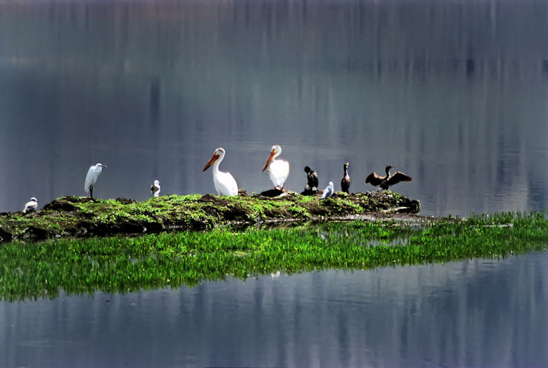 American White Pelican, White Egret and Double-crested Cormorants at Crump Lake, Warner Valley, Oregon